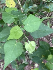 Abutilon hypoleucum