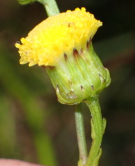 Senecio paniculatus