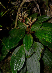 Bertolonia acuminata