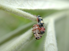 Enoclerus triplagiatus