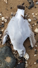 Ichthyaetus melanocephalus