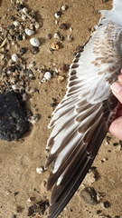 Ichthyaetus melanocephalus