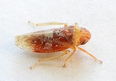 Dragonana dracontea