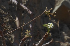 Cnidoscolus pavonianus