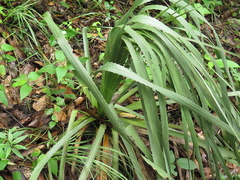 Dasylirion berlandieri