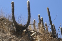 Espostoa melanostele