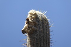 Espostoa melanostele