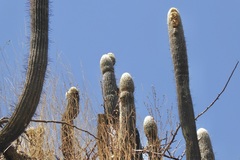 Espostoa melanostele