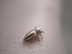 Dendryphantes