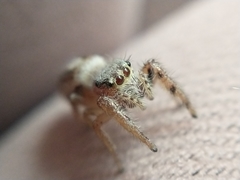 Dendryphantes