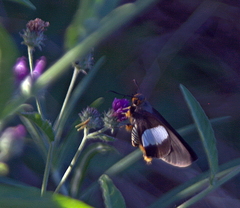 Coeliades forestan forestan