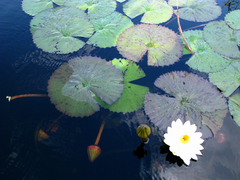 Nymphaea lotus image