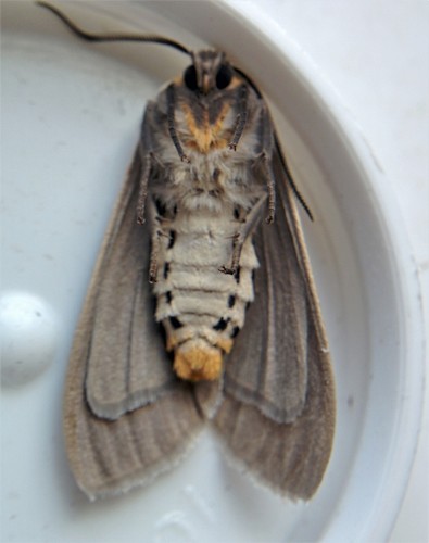 Milkweed Tussock Moth, photo 8 of 9
