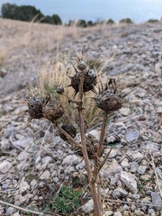 Centaurea salonitana