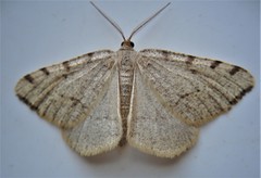 Macaria evagaria