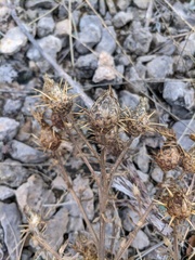 Centaurea salonitana