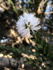 Melaleuca nesophila