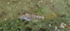 Parapercis snyderi