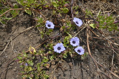 Nolana humifusa