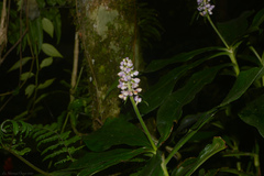 Dichorisandra paranaensis