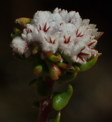 Phylica debilis