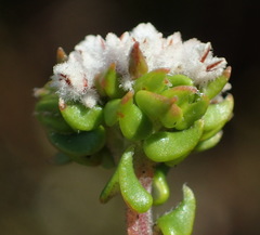 Phylica debilis