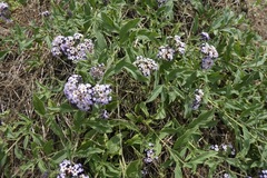 Heliotropium arborescens