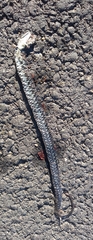 Natrix helvetica sicula