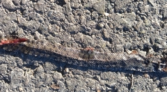 Natrix helvetica sicula