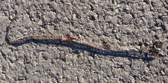 Natrix helvetica sicula