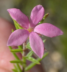 Acmadenia maculata