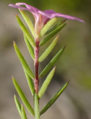 Acmadenia maculata