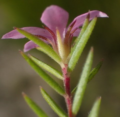 Acmadenia maculata