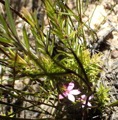 Acmadenia maculata