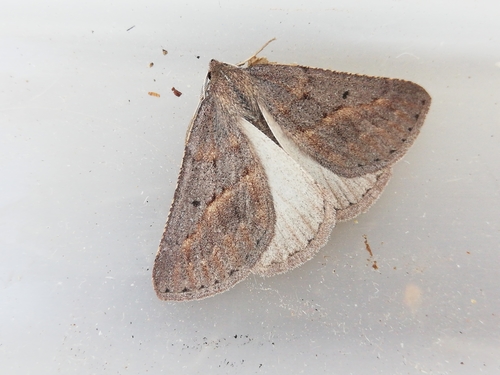 Chemerina caliginearia