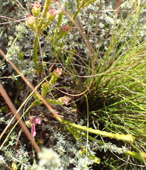 Acmadenia tetragona
