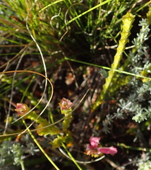 Acmadenia tetragona