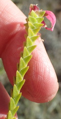 Acmadenia tetragona