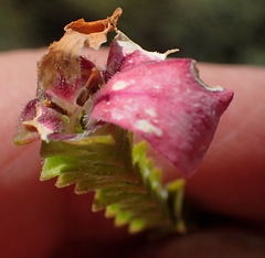 Acmadenia tetragona