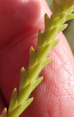 Acmadenia tetragona