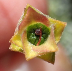 Acmadenia tetragona