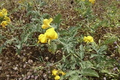 Solanum peruvianum