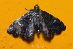 Drosophantis caeruleata