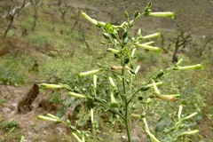 Nicotiana paniculata