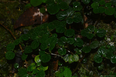 Peperomia hispidula