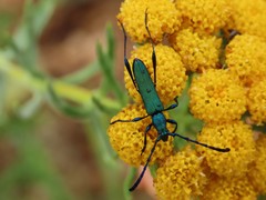 Hypocrites scabriusculus