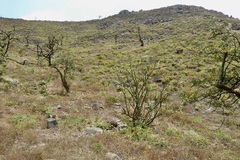 Vasconcellea candicans