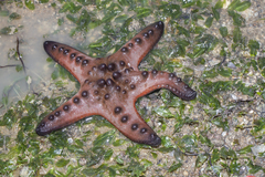 Halophila ovalis