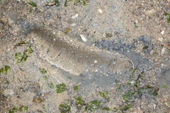 Holothuria scabra
