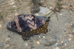 Cymbiola nobilis